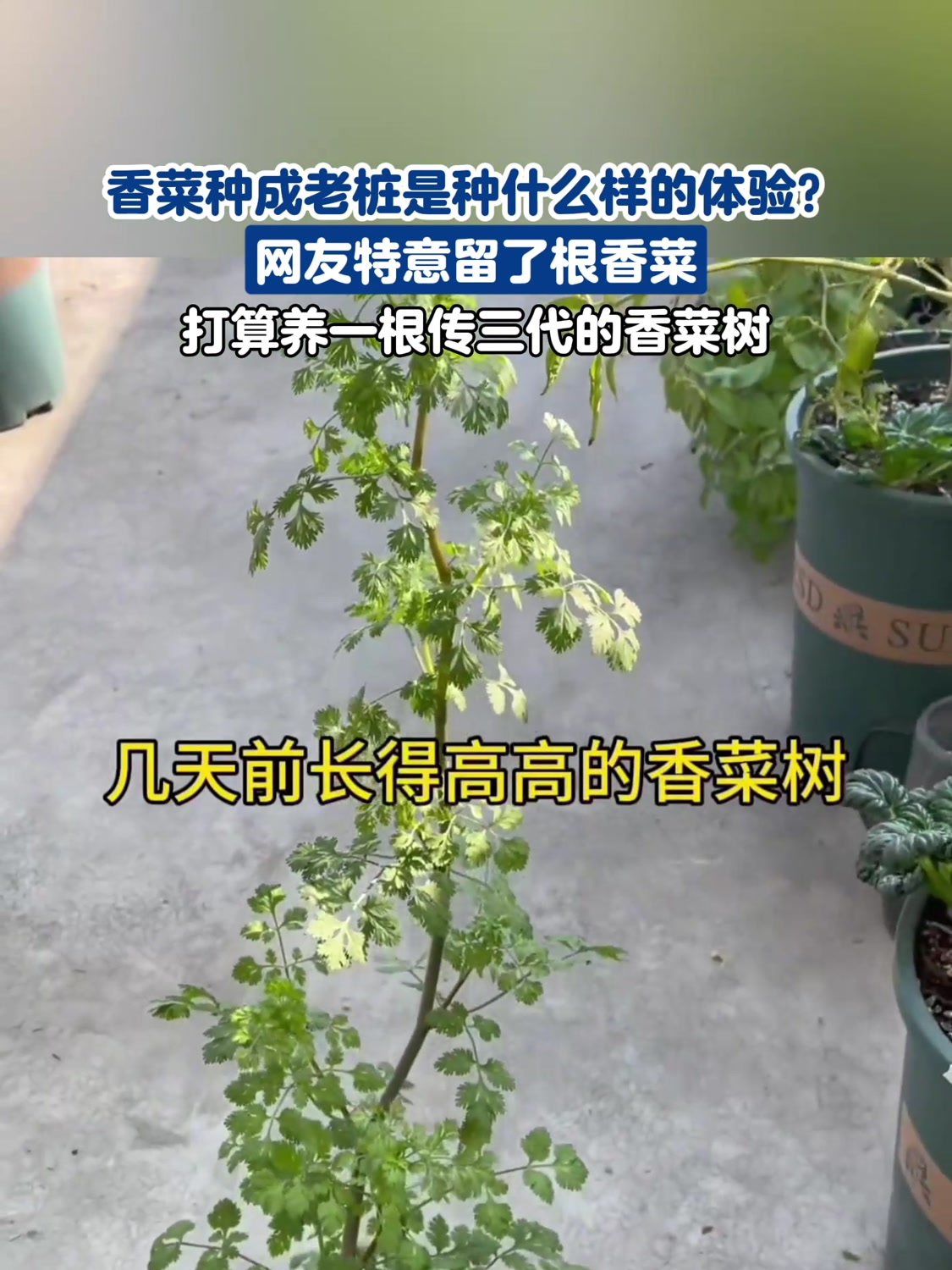 网友特意留了根香菜,打算养一根传三代的香菜树