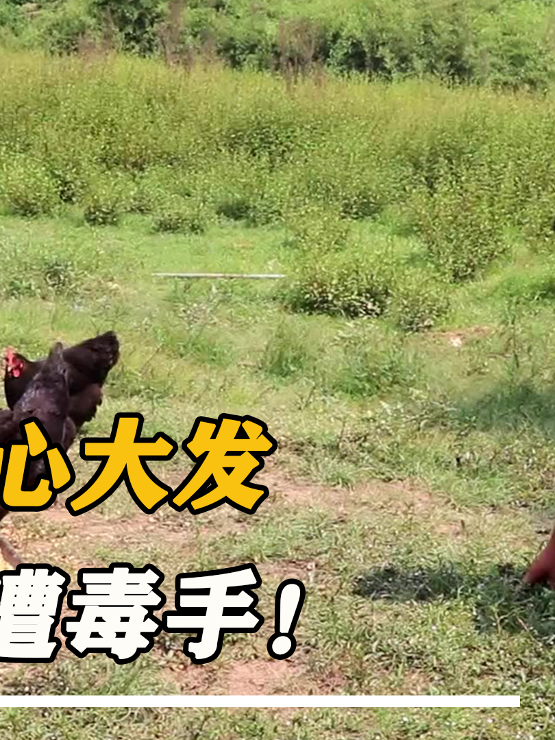 中国版印度阿三:济南小伙侵犯八只母鸡,鸡主人:你让我很没面子