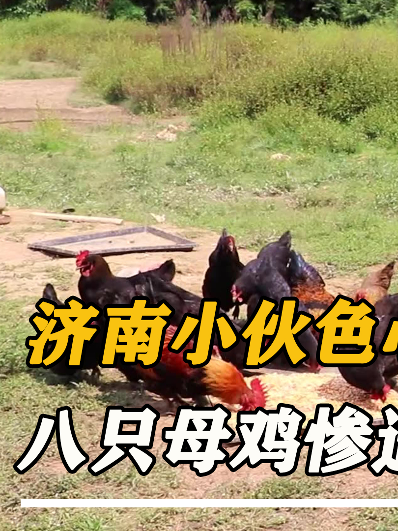 中国版印度阿三:济南小伙侵犯八只母鸡,鸡主人:你让我很没面子