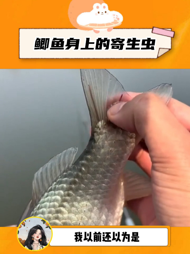 这居然是寄生虫,爱吃鱼尾巴的女孩碎掉了!