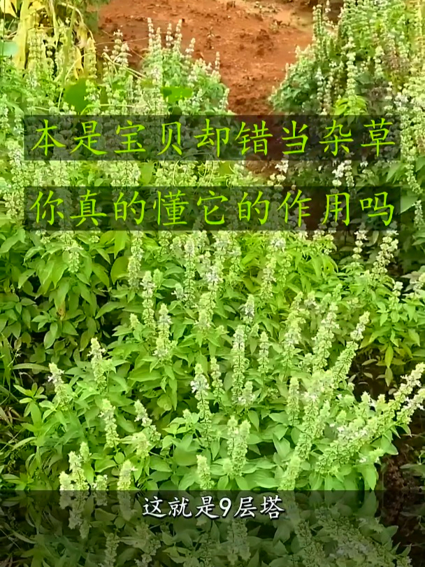 九层塔也叫金不换,有时候觉得消化不太好,可以用九层塔泡水喝