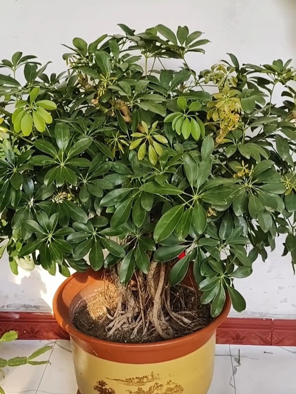 鸭脚木叶子为何会出油发粘,叶子变形?又该怎么办呢?