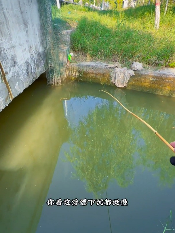 小沟出惊喜,竟然钓出鲫鲤混血鱼,钓鱼的乐趣只有钓鱼人懂