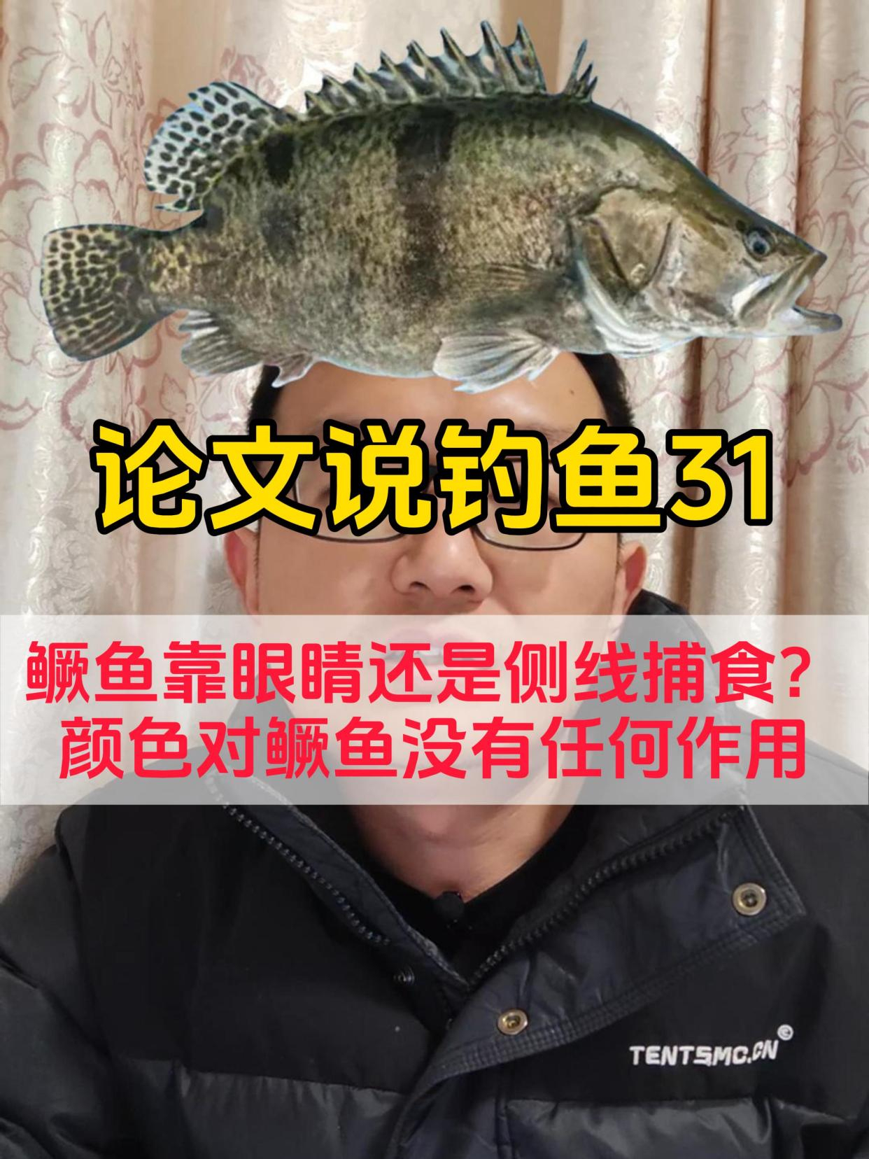 鳜鱼靠眼睛还是侧线捕食?颜色对鳜鱼没有任何作用