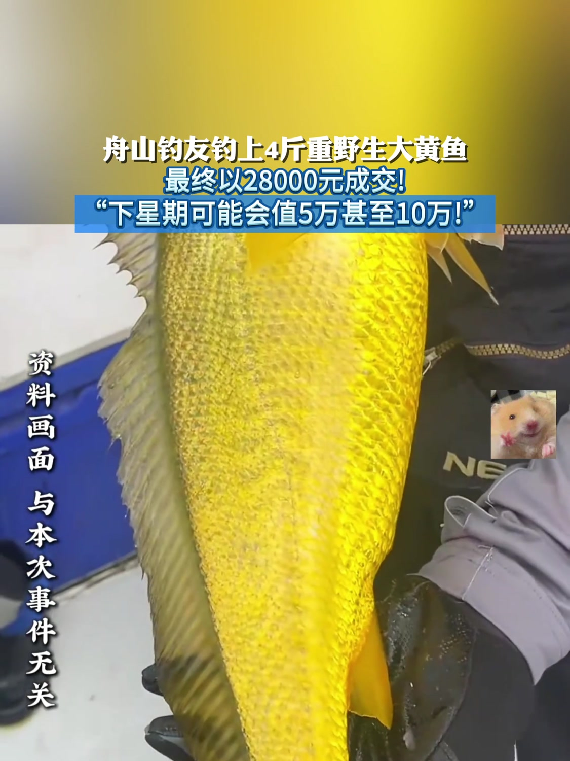 舟山钓友钓上4斤重野生大黄鱼,最终以28000元成交!