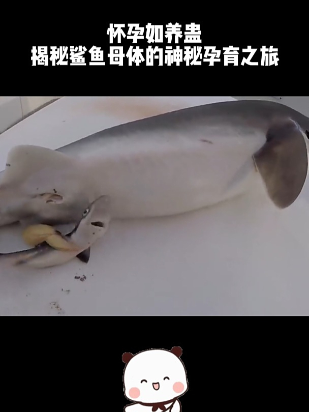 怀孕如养蛊揭秘鲨鱼母体的神秘孕育之旅