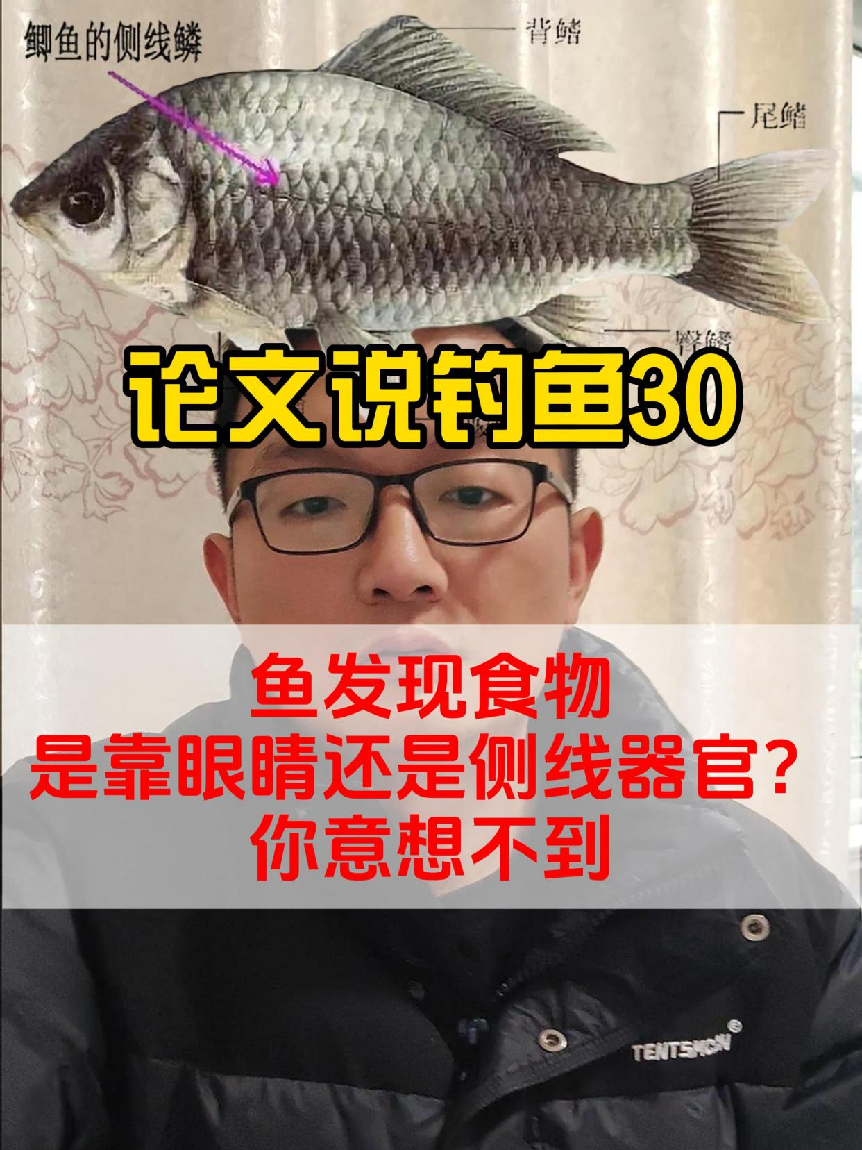 鱼发现食物,是靠眼睛还是侧线器官?你意想不到