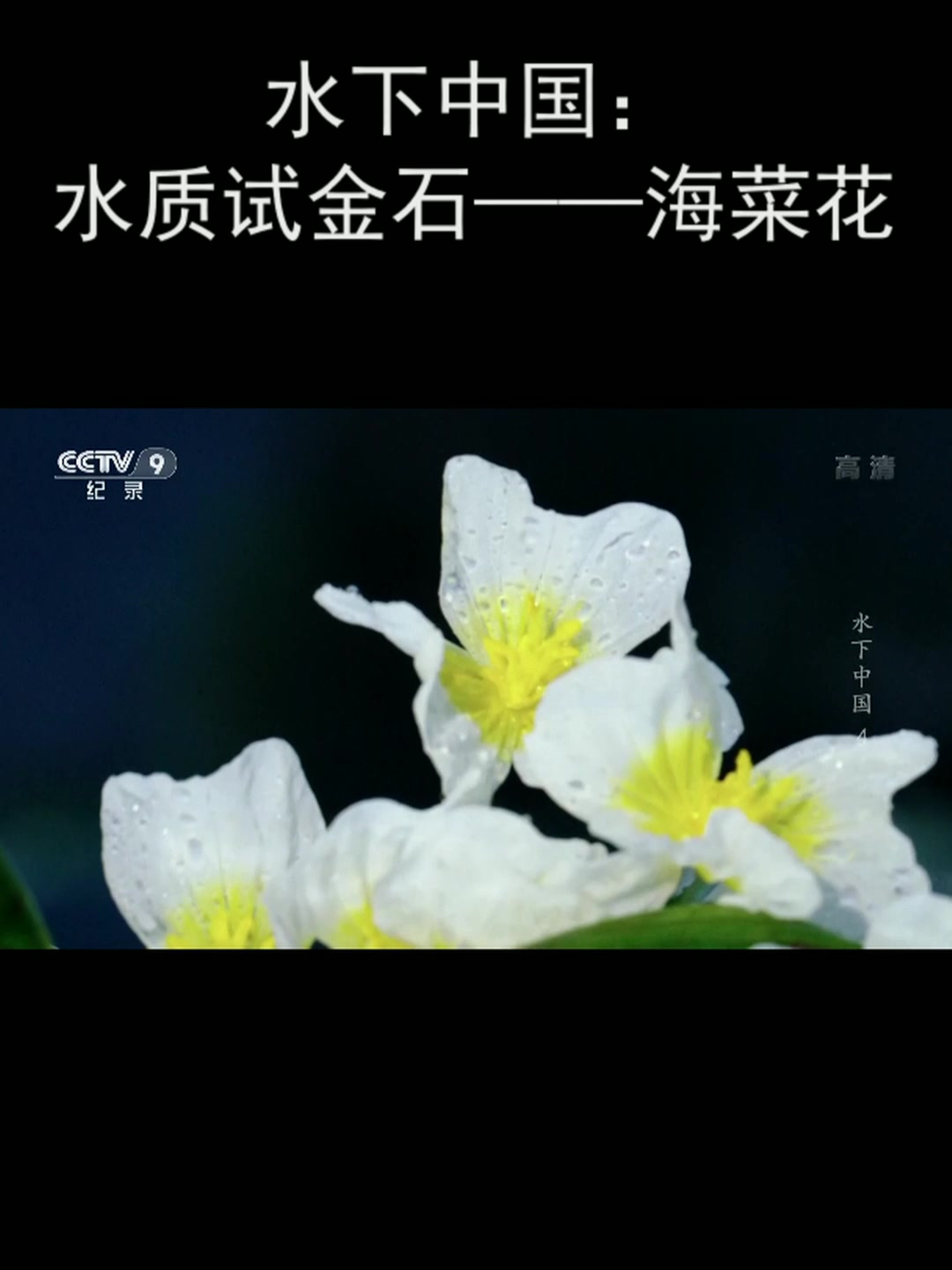 水下中国:水质试金石——海菜花