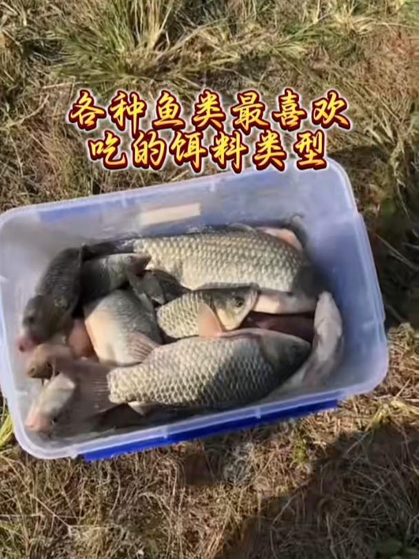 各种鱼类最喜欢吃的饵料类型!学会一钓一个准!