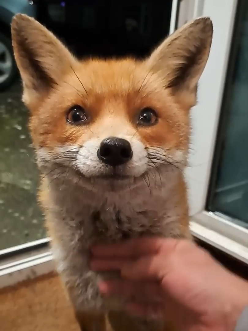 狐狸偷鸡被逮住,逃跑途中身子被卡住,大叔不计前嫌将它救下