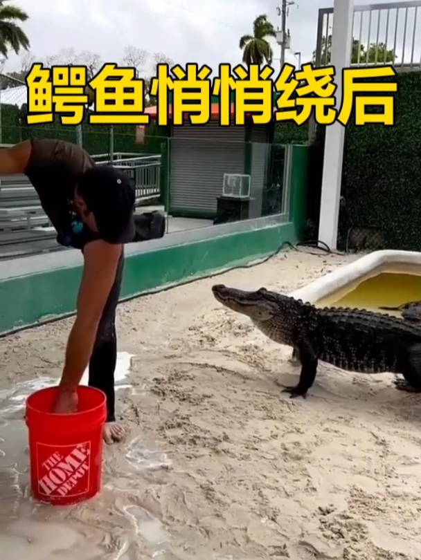 鳄鱼绕后饲养员,好在是有惊无险