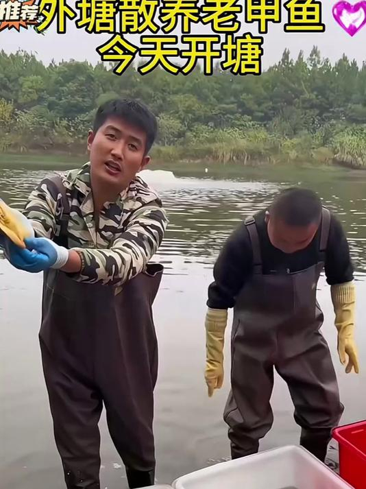 速抢!高品质甲鱼,现捕现发,全家滋补好选择