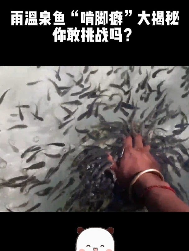 雨温泉鱼“啃脚癖”大揭秘