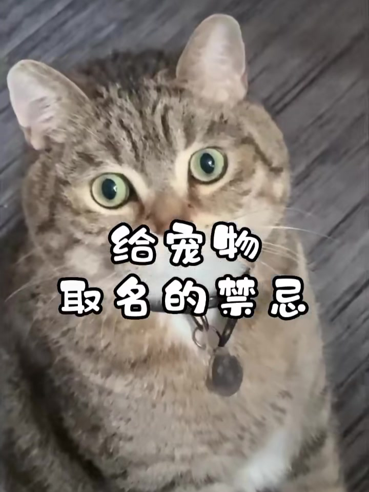 给宠物取名字的禁忌 你家养的什么宠物?