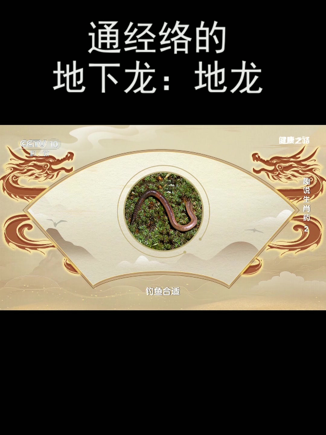 通经络的地下龙:地龙