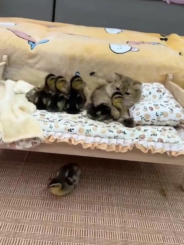 附近的猫都叫我:鸭王!