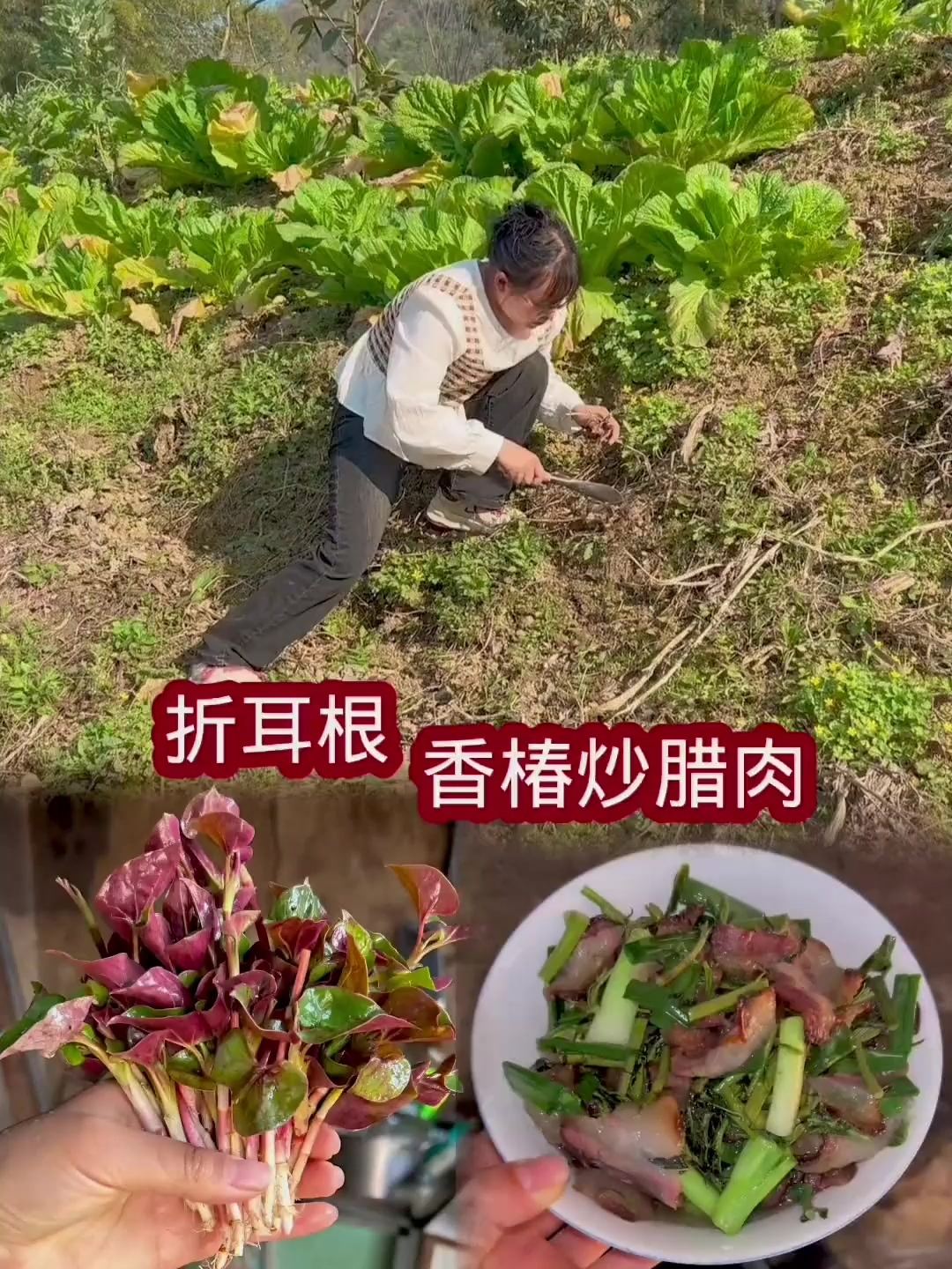 王宝钏为爱挖野菜,我挖野菜因为债,能省一块是一块