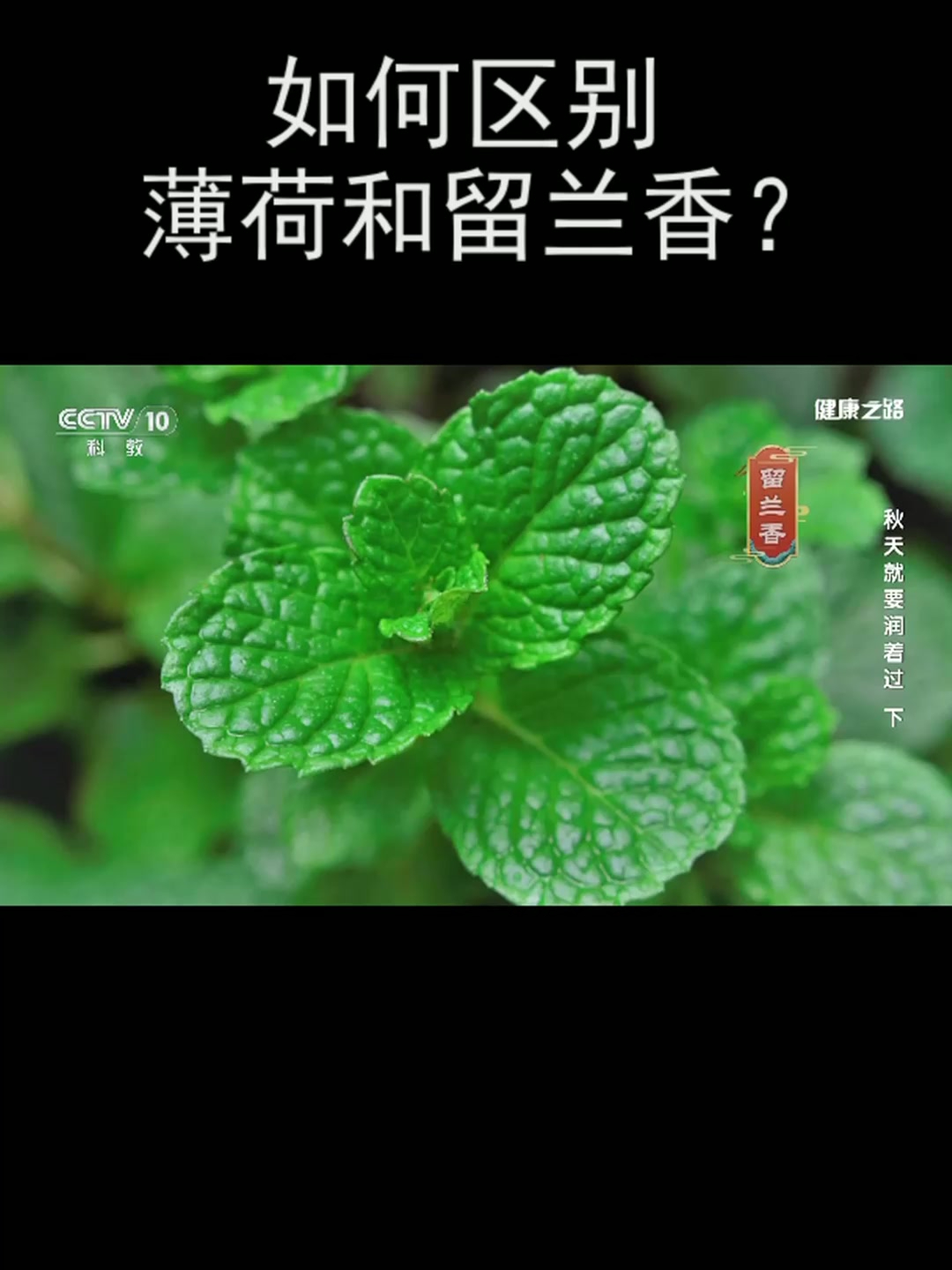 如何区别薄荷和留兰香?