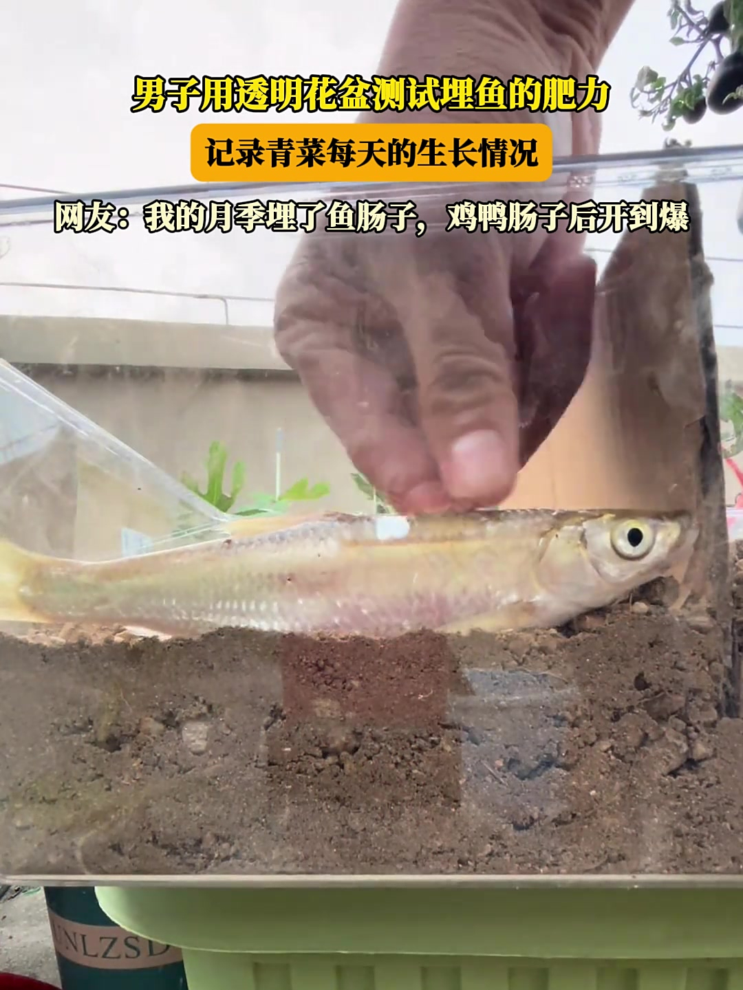 男子用透明花盆测试埋鱼的肥力,记录青菜每天的生长情况