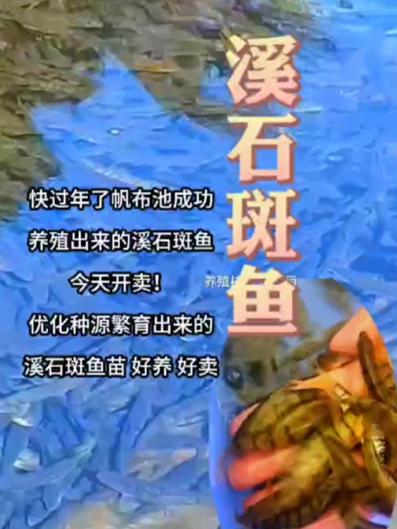 溪石斑鱼用帆布桶顺利养殖成功