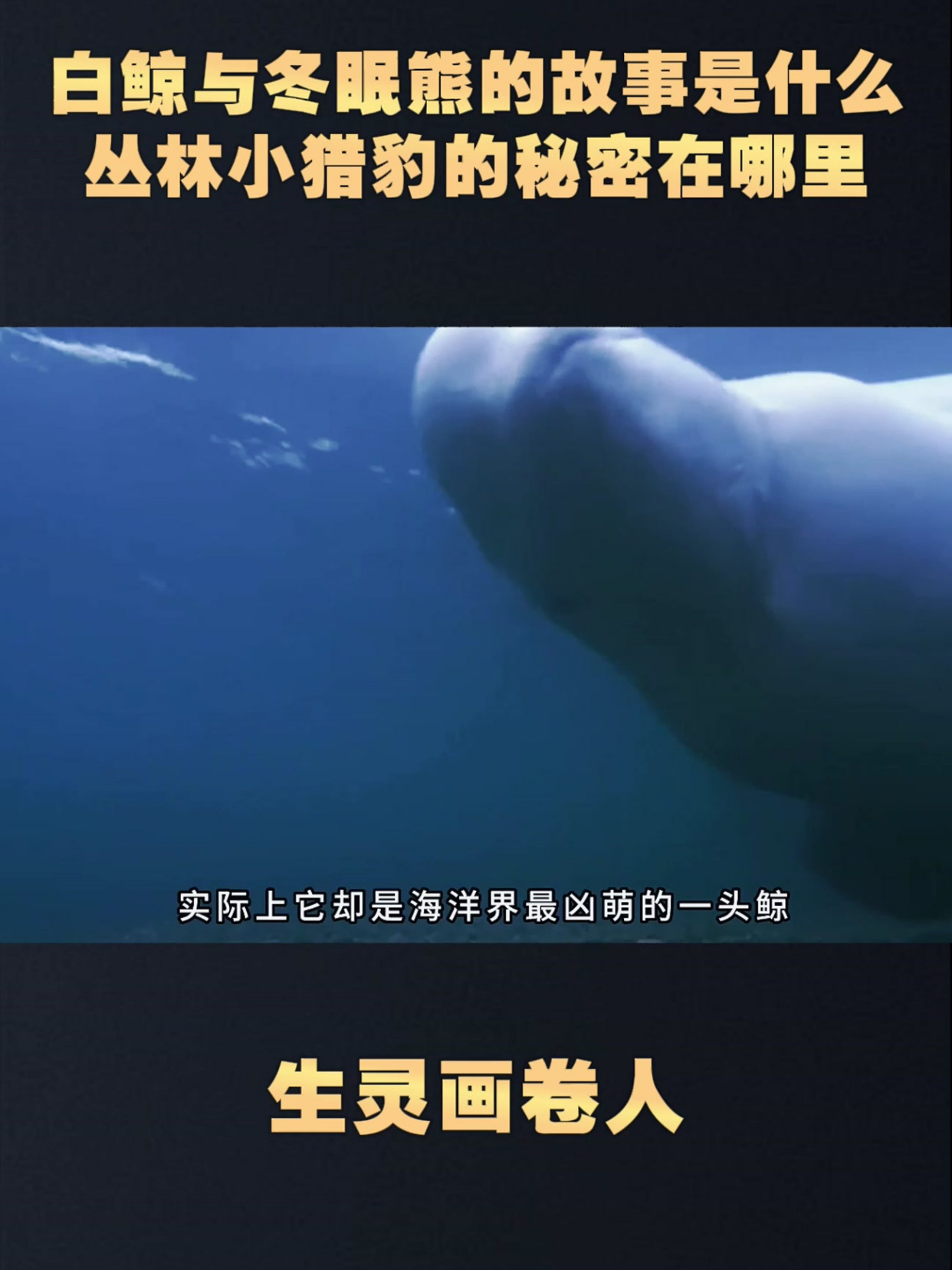 白鲸与冬眠熊的故事是什么,丛林小猎豹的秘密在哪里