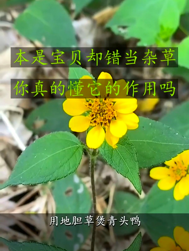 地胆草也叫地胆头,有时候小便不太顺畅,地胆草能帮你缓解