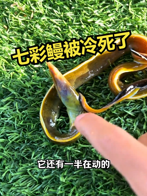 七彩鳗被冷死了!