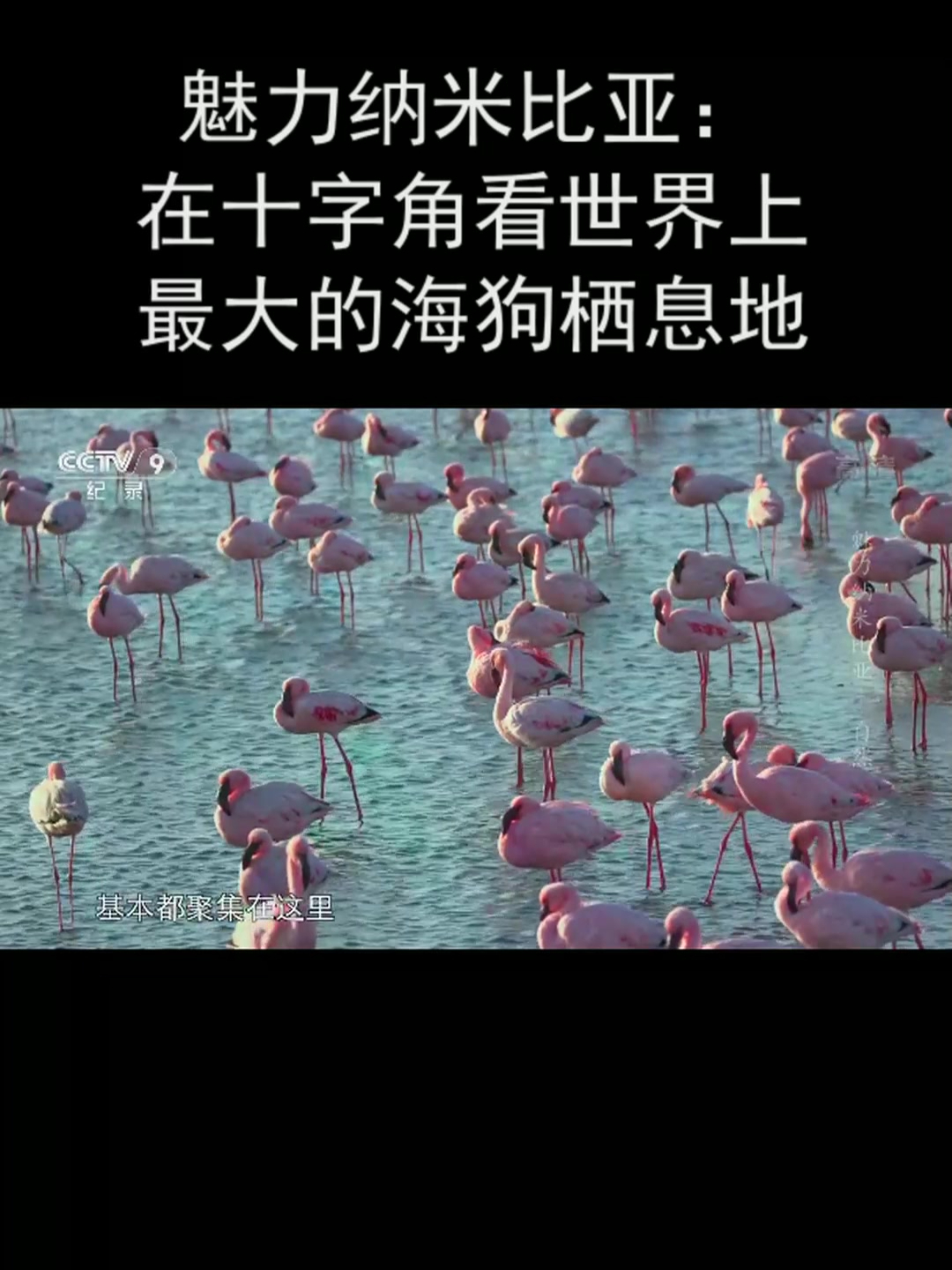 魅力纳米比亚:在十字角看世界上最大的海狗栖息地