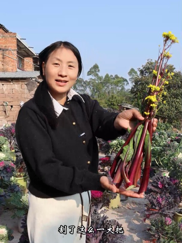 种了两盆红菜苔都忘了摘,今天想起来,收获不少。看看还能不能吃