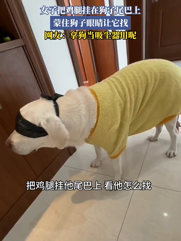 女子把鸡腿挂在狗子尾巴上,蒙住狗子眼睛让它找