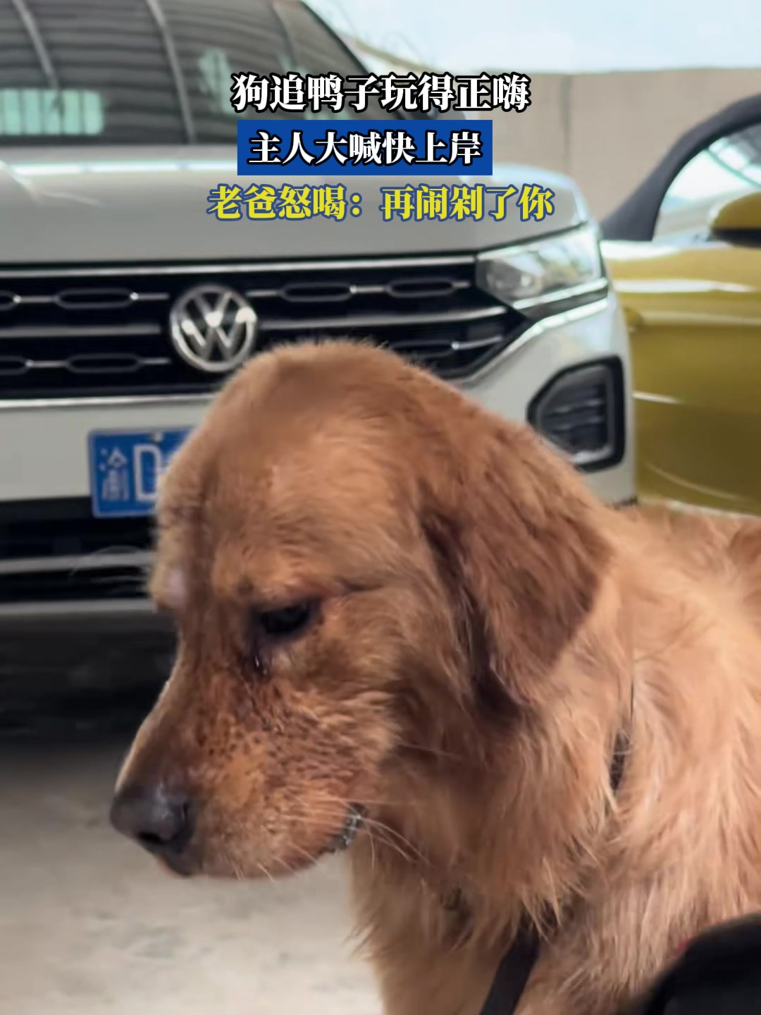 狗追鸭子玩得正嗨,主人大喊快上岸,老爸怒喝:再闹剁了你!
