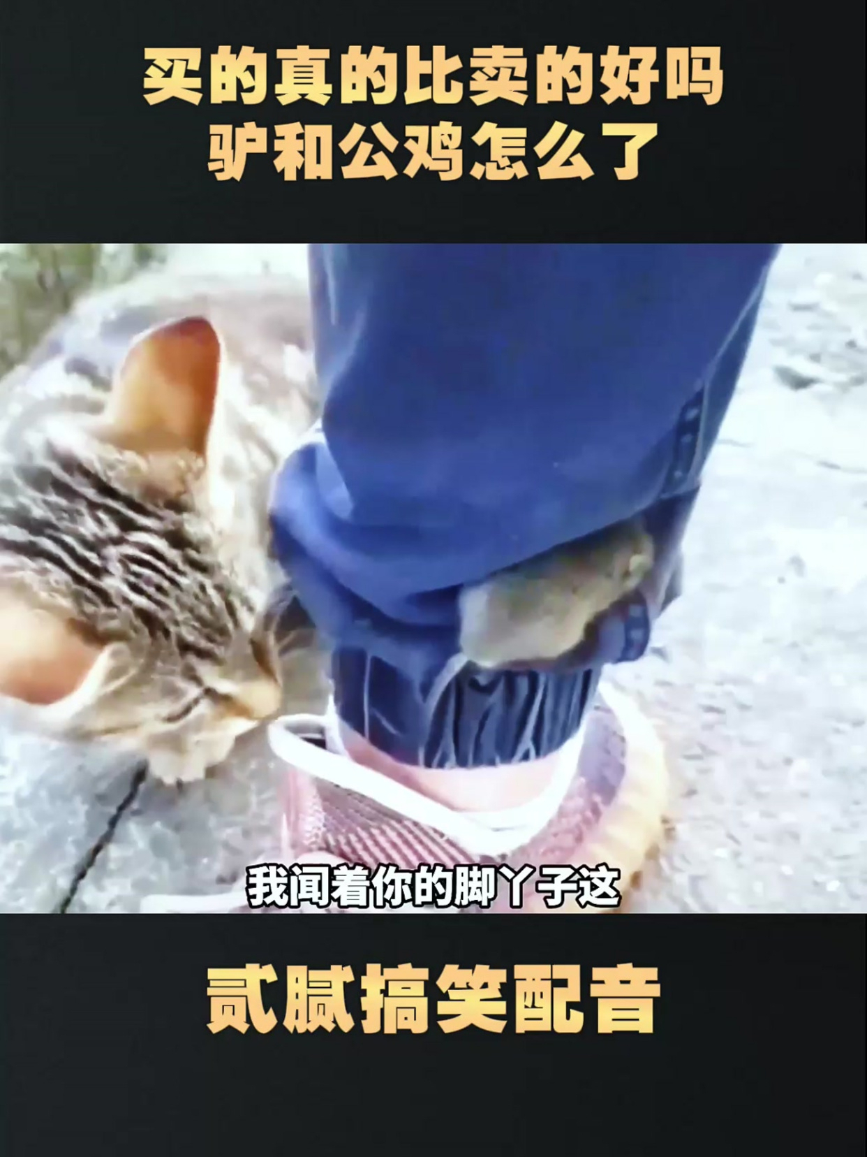 买的真的比卖的好吗,驴和公鸡怎么了