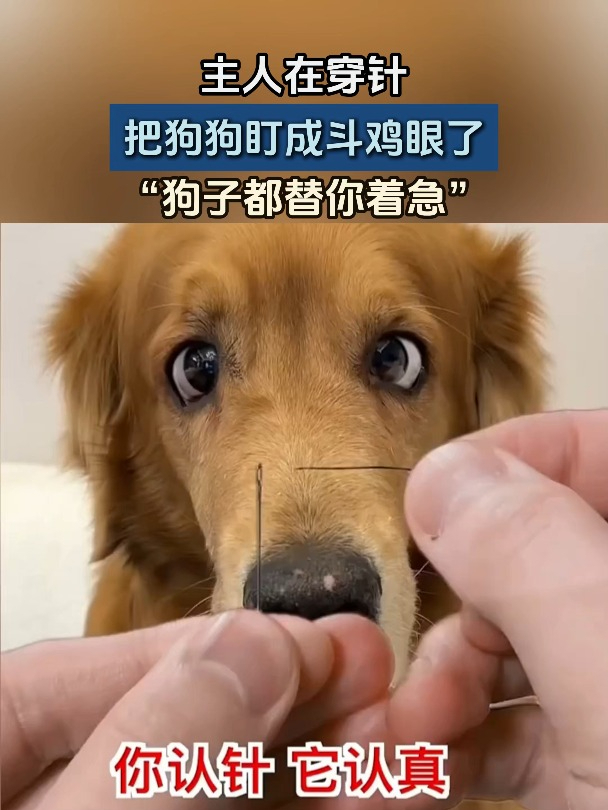 主人在穿针,把狗狗盯成斗鸡眼了