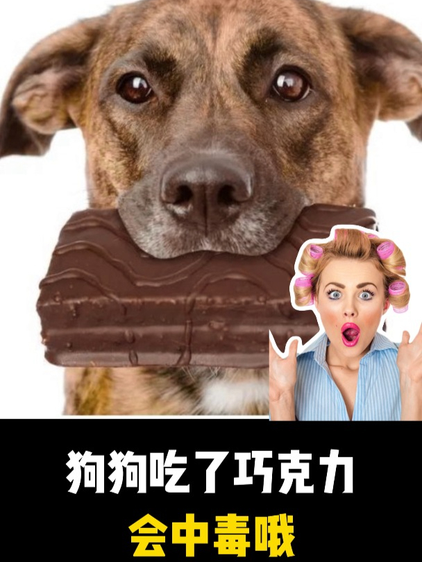 狗狗吃了巧克力会中毒哦