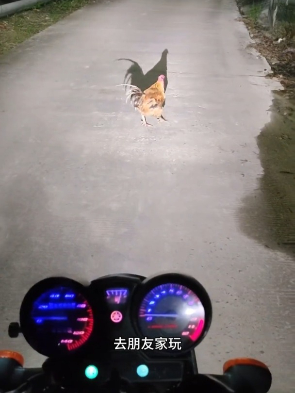 动物挡路是什么颜色