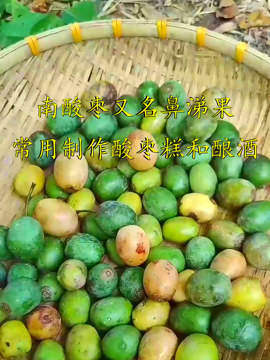 你的家乡也有这种植物吗?南酸枣,常用来制作酸枣糕和酿酒