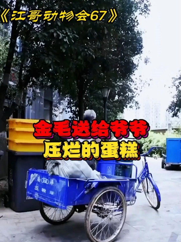 金毛送给爷爷压烂的生日蛋糕