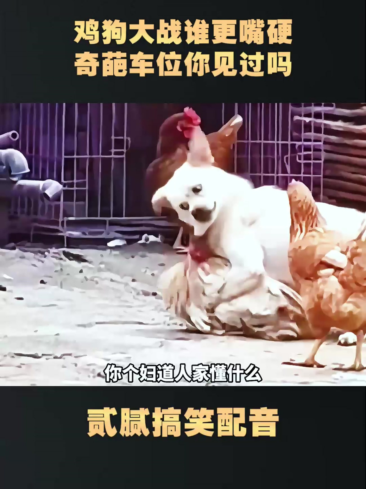 鸡狗大战谁更嘴硬,奇葩车位你见过吗