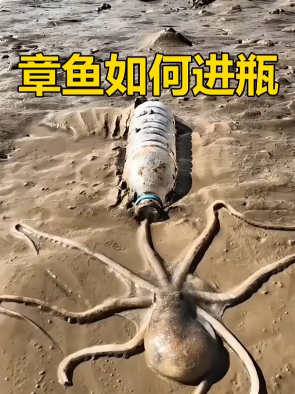 章鱼进瓶全过程,动作非常的丝滑