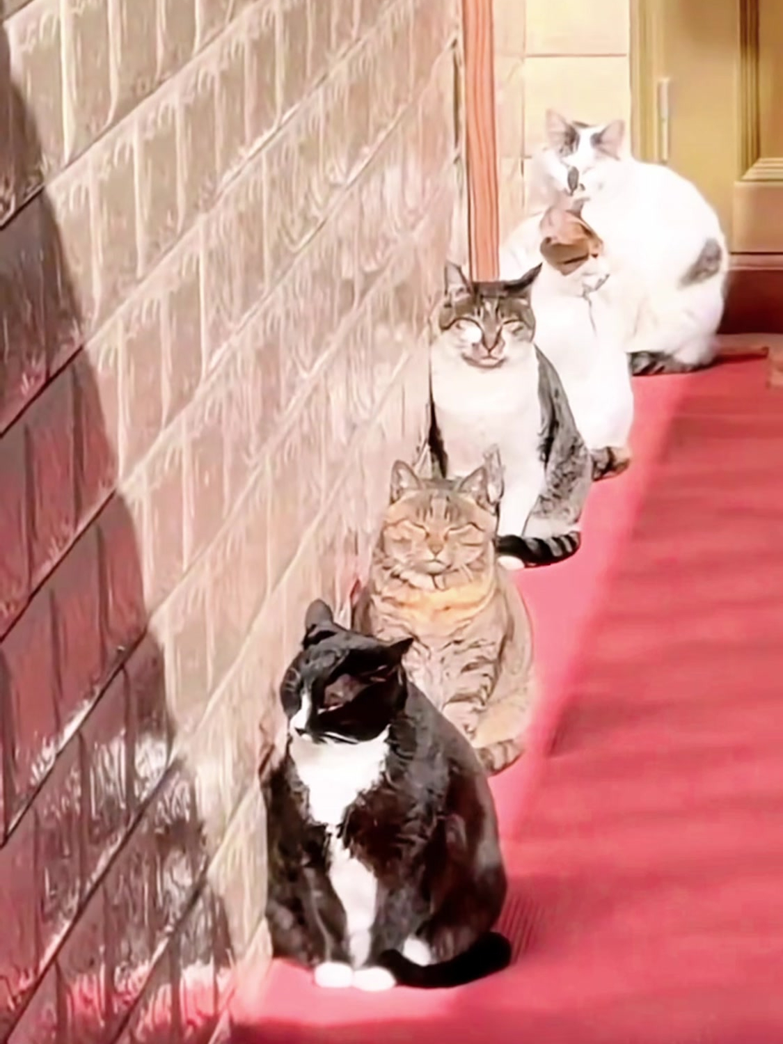 被萌化!猫主人曝光猫咪日常,猫咪:阳光、鱼骨,简单猫生超治愈