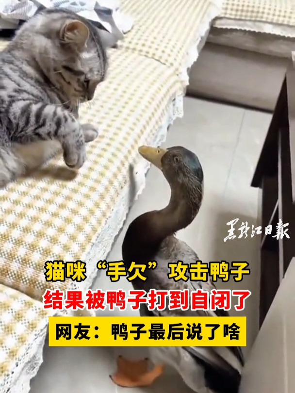 猫咪“手欠”攻击鸭子,结果被鸭子打到自闭了,网友:鸭子最后说了啥