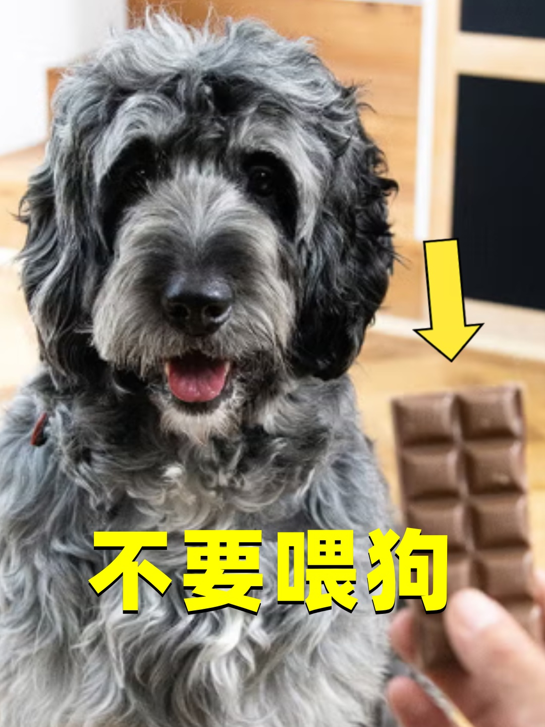 狗吃巧克力后,为什么会死?难道是因为巧克力热量太高?