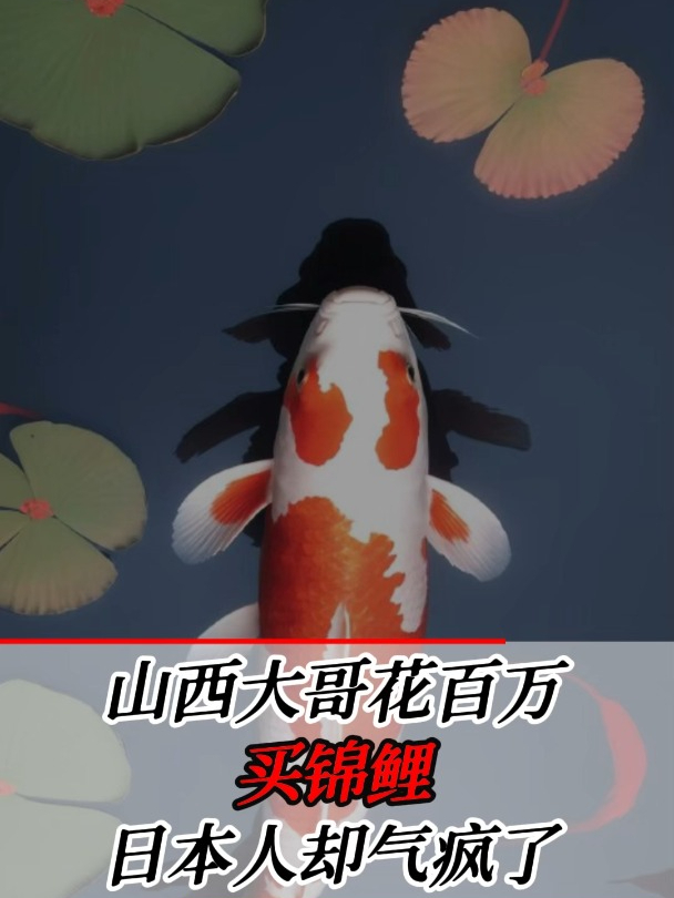 山西大哥花百万买锦鲤,潜伏四年后,竟将日本市场搅得天翻地覆