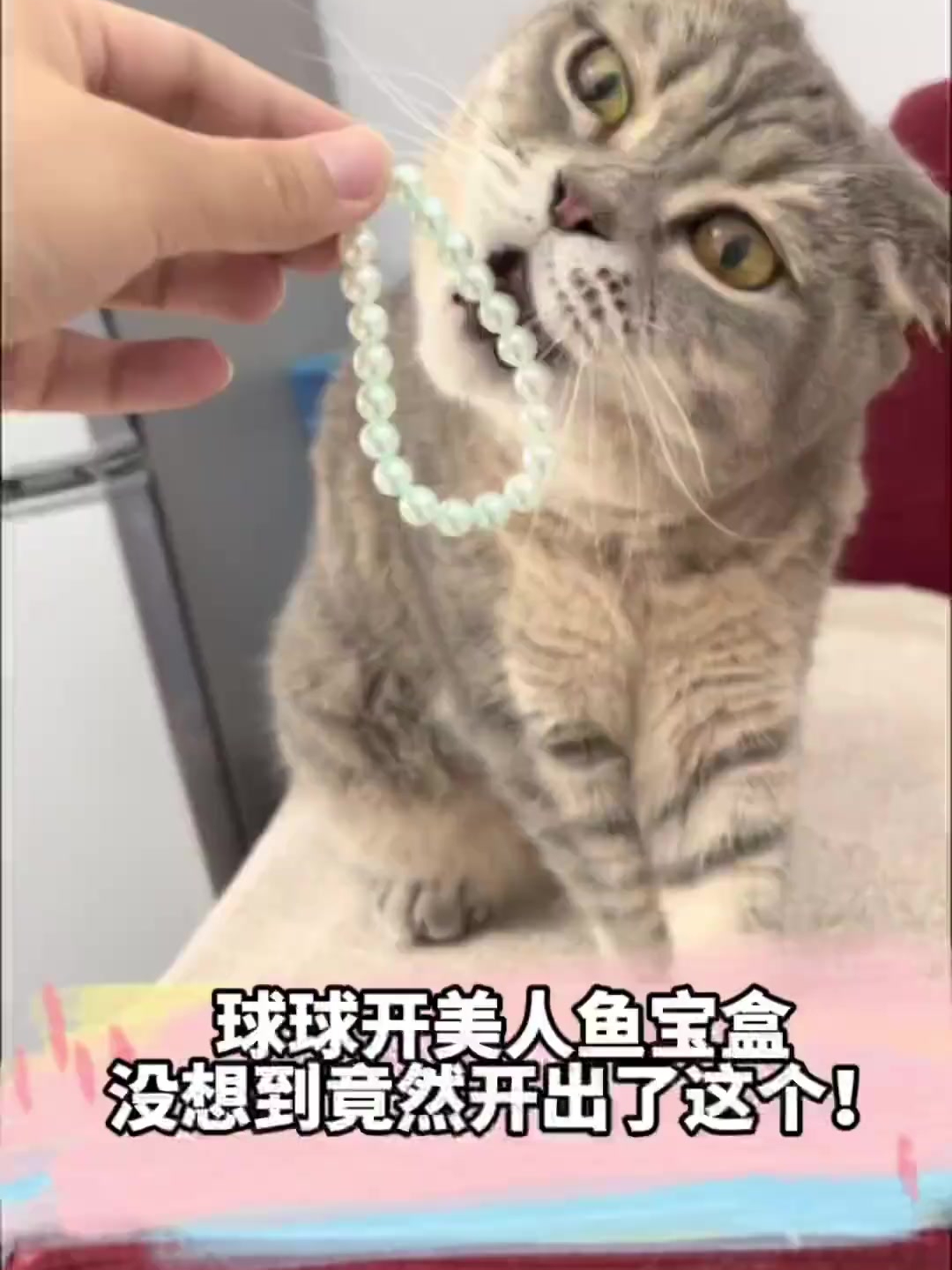 球球开美人鱼宝盒,没想到竟然开出了这个