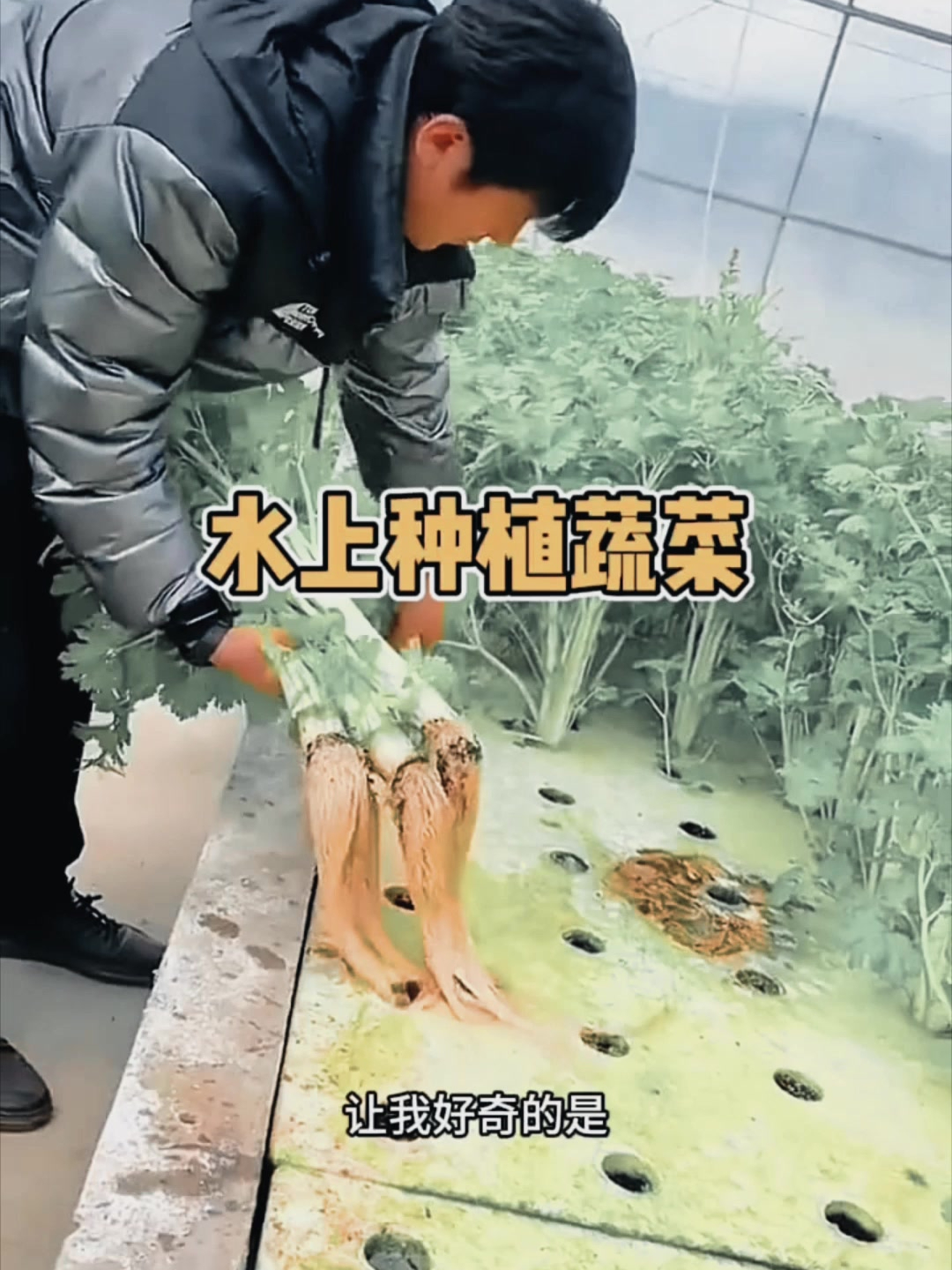 种植在水上的蔬菜