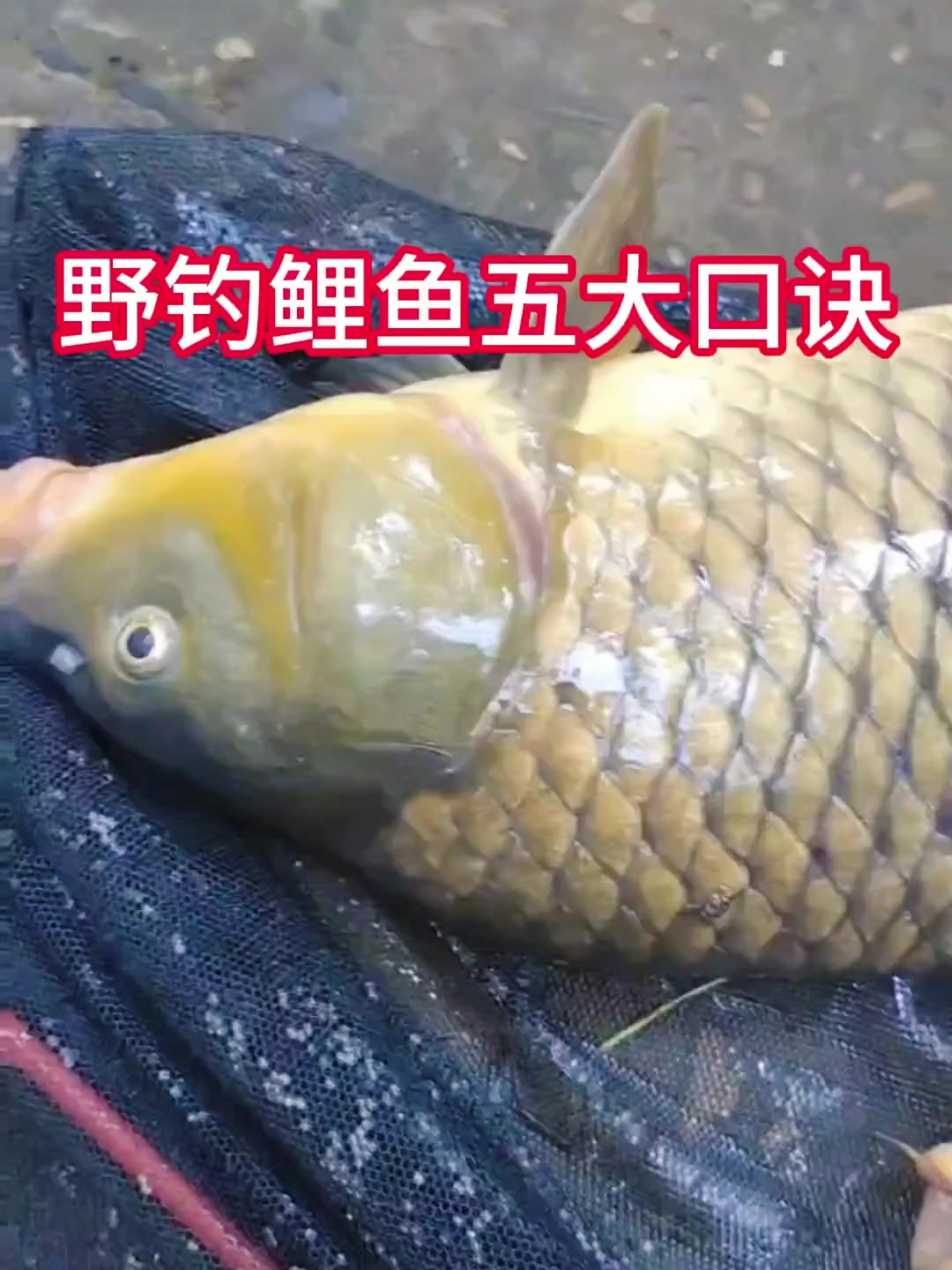 野钓鲤鱼五大口诀,保证你钓大鱼不空军