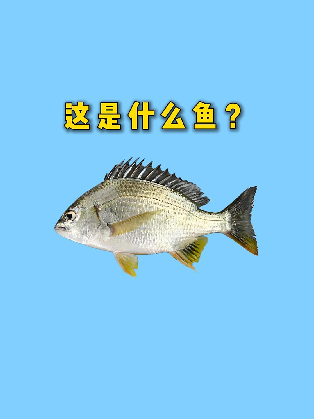 海边常见的野生鱼,哪一种最好吃?
