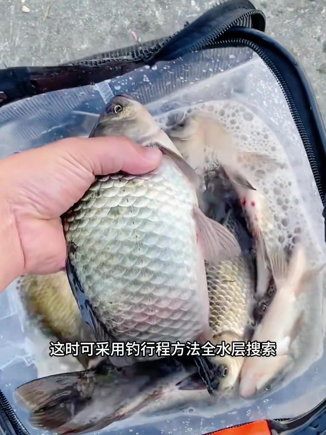 鲫鱼的生活习性,了解它轻松爆护