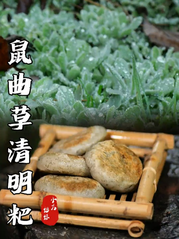 鼠曲草已经冒出嫩芽,摘一些做酥麻馅的清明粑粑,尝尝新春的味道
