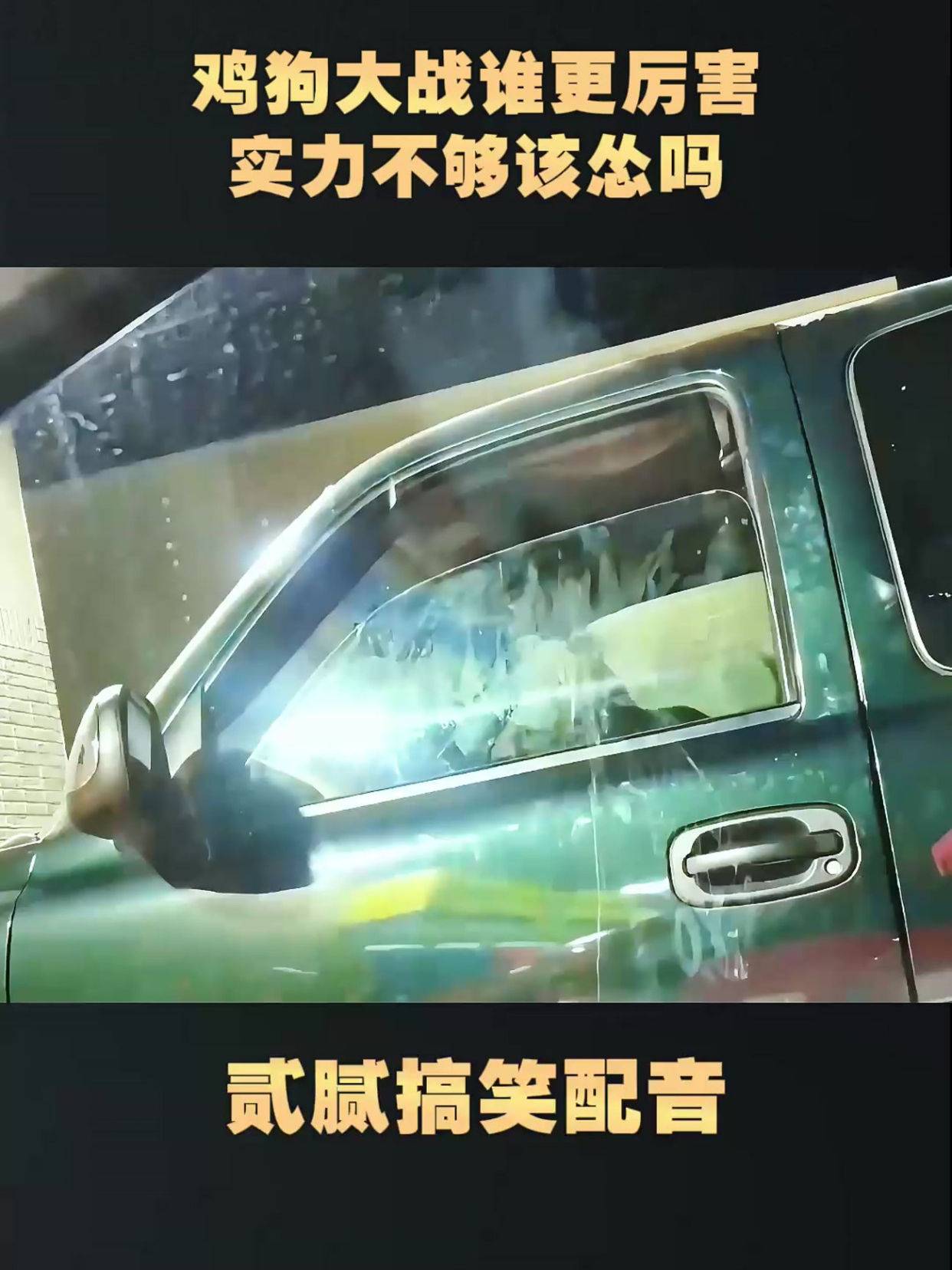 鸡狗大战谁更厉害,实力不够该怂吗